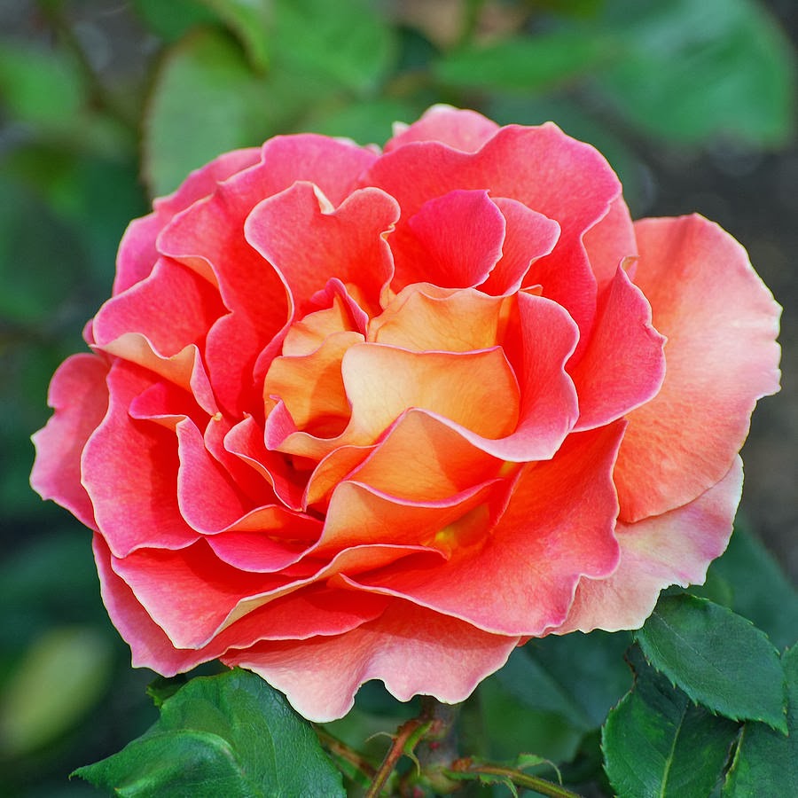 THE FLOWER GARDEN Hybrid Tea Rose